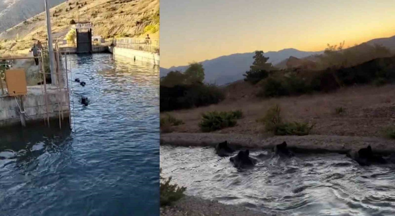 Sulama kanalında akıntıya kapılan domuz sürüsü ilginç görüntü oluşturdu