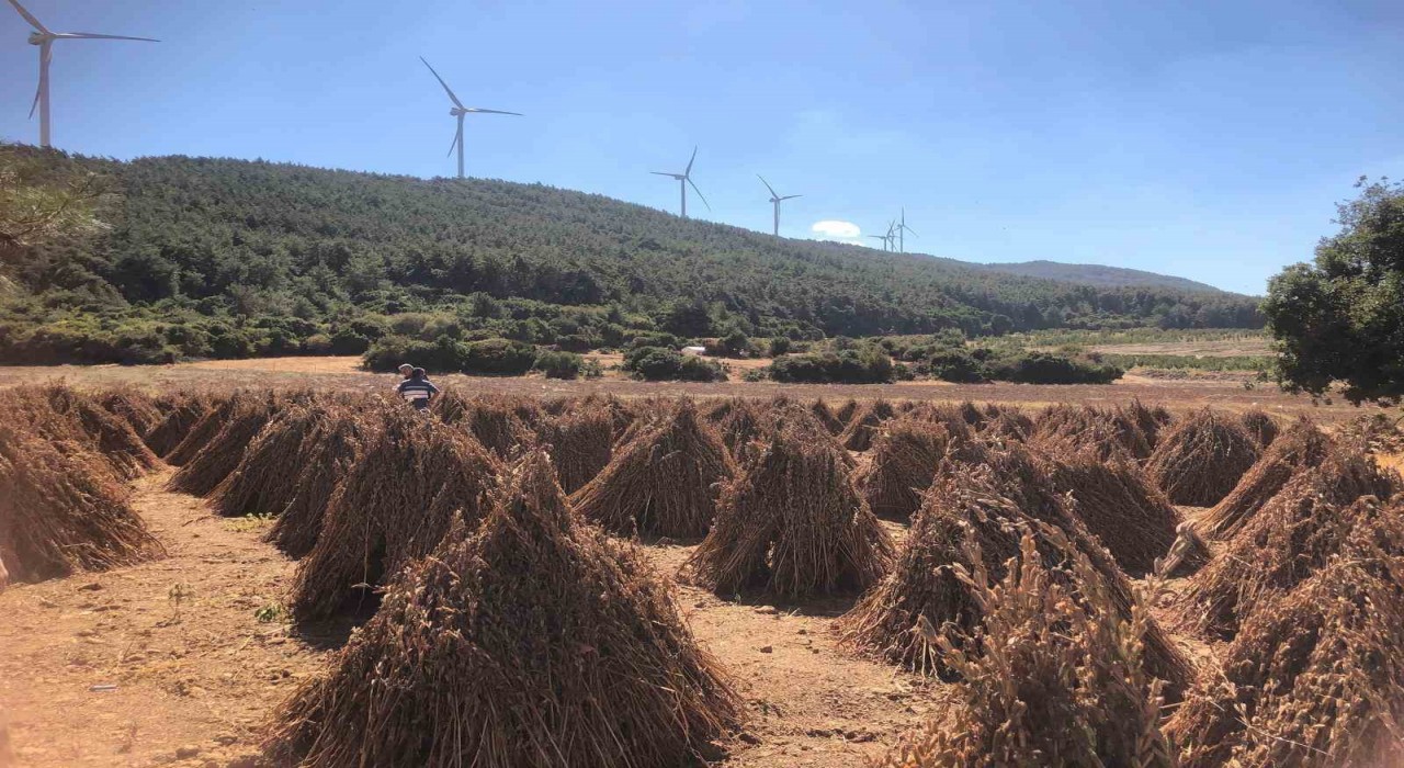 Susamda hasat zamanı yaklaşıyor