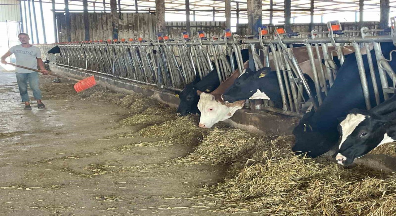 Süt üreticilerinden yem dayatmasına tepki