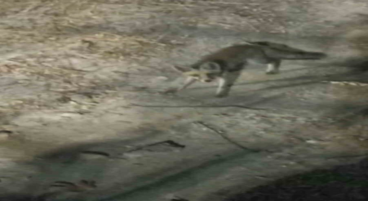 Tabiat parkına inen tilki piknikçiler tarafından görüntülendi