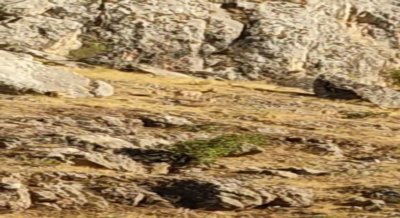 Tarihi Harput Mahallesinde dağ keçileri görüldü