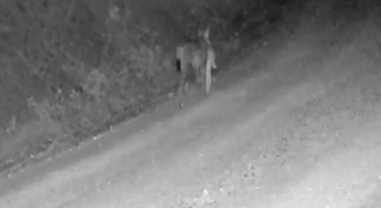 Tavşan avlayan vaşak