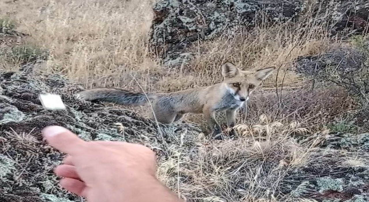 Tavşanlı Şaban Dede mesire alanında tilki ile dostluk