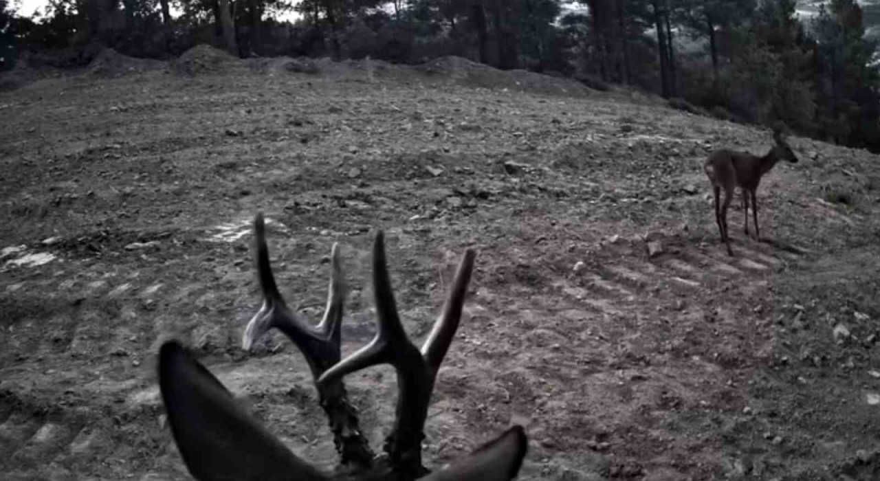 Tekirdağda fotokapanlara yansıyan karacalar görüntülendi