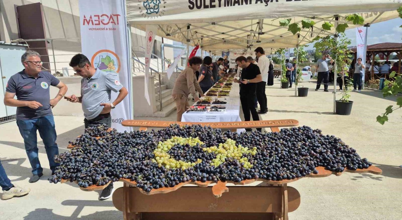 Tekirdağda üzüm şöleni: Onlarca yeni çeşit tanıtıldı