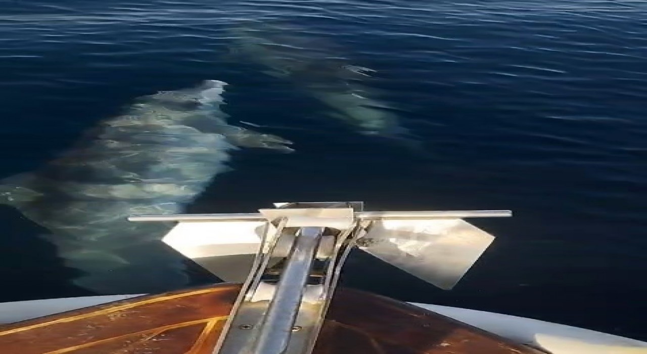 Tekirdağda yunusların tekneyle yarışı kamerada