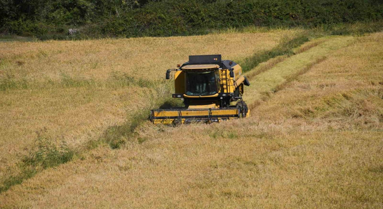 Tescilli Tosya pirincinin hasadı başladı