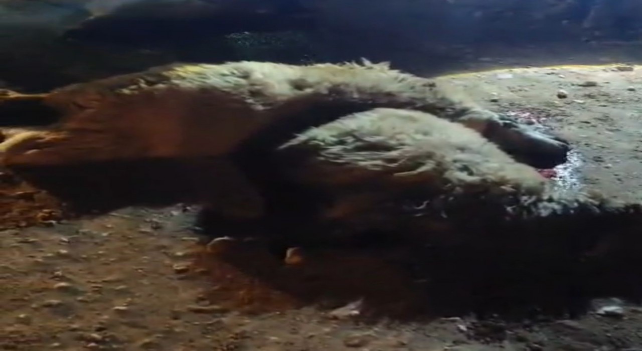 Tırın çarptığı 13 küçükbaş hayvan telef oldu