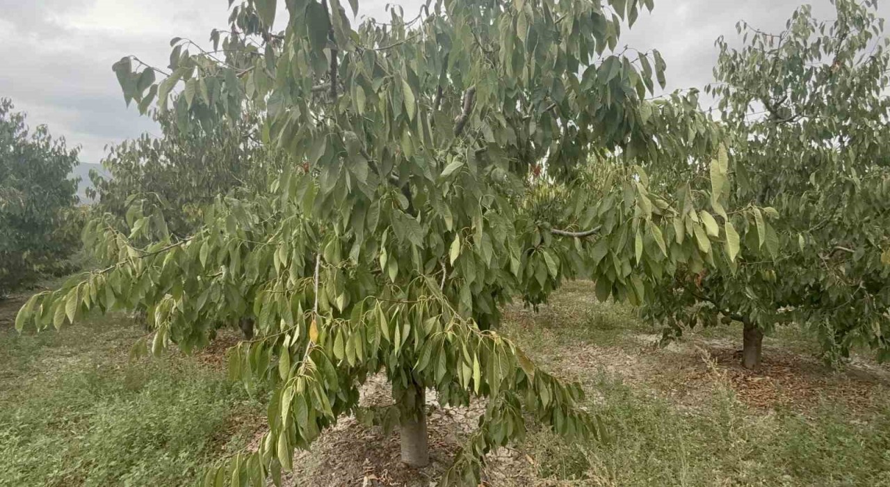 Tokatın özel kirazı ürün vermedi, 5 milyon dolarlık kayıp yaşandı