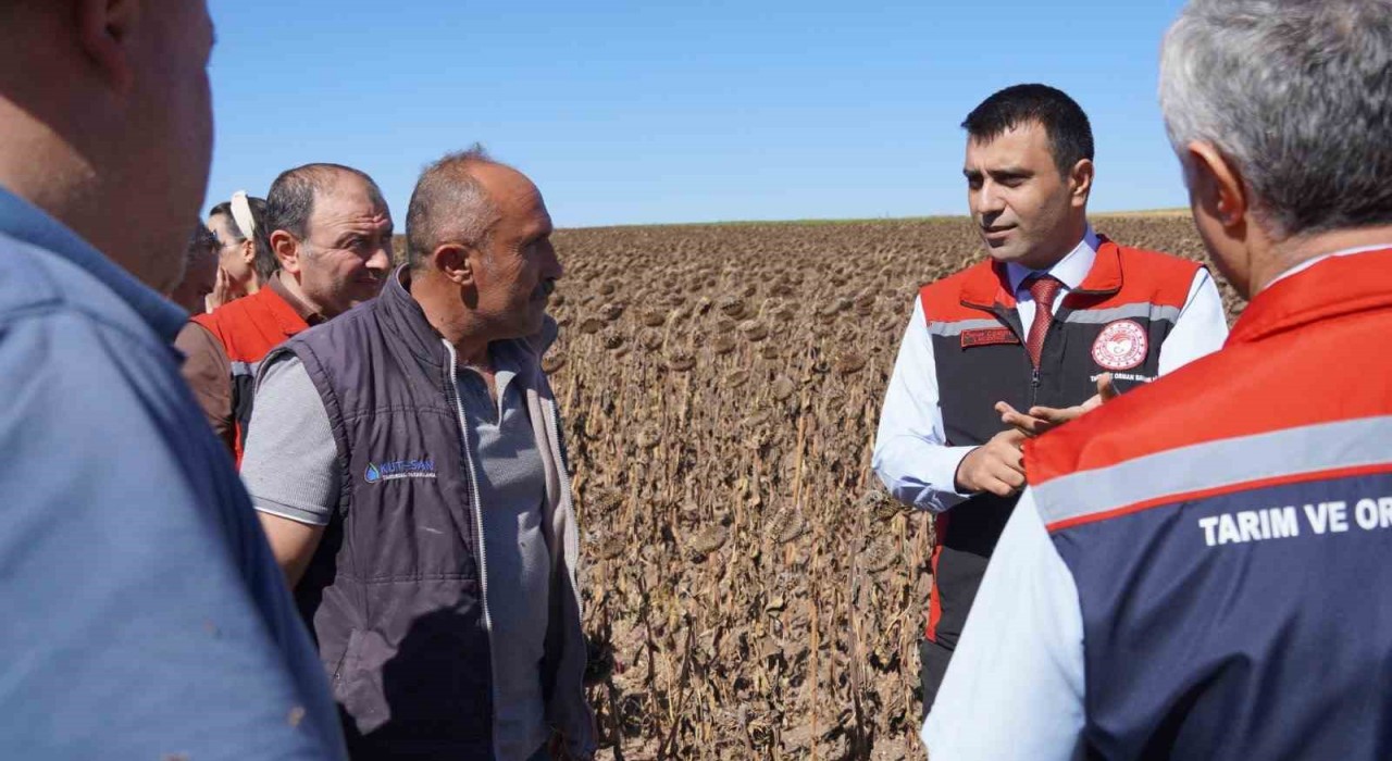 Tokatta 39 bin dekar alanda 19 tona yakın ayçiçeği tohumu ekildi