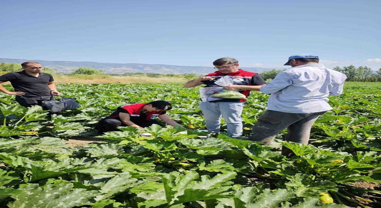 Tokatta hasat öncesi pestisit denetimi yapıldı
