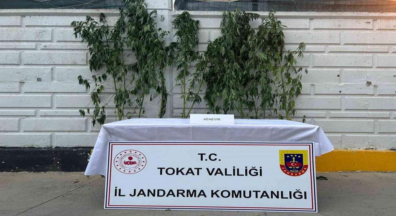 Tokatta kenevir operasyonunda 1 kişi yakalandı