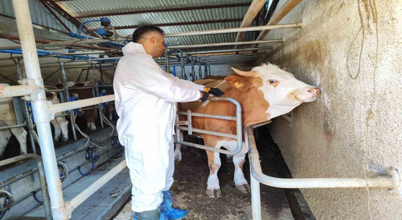 Tokatta şap hastalığına karşı kesintisiz mücadele