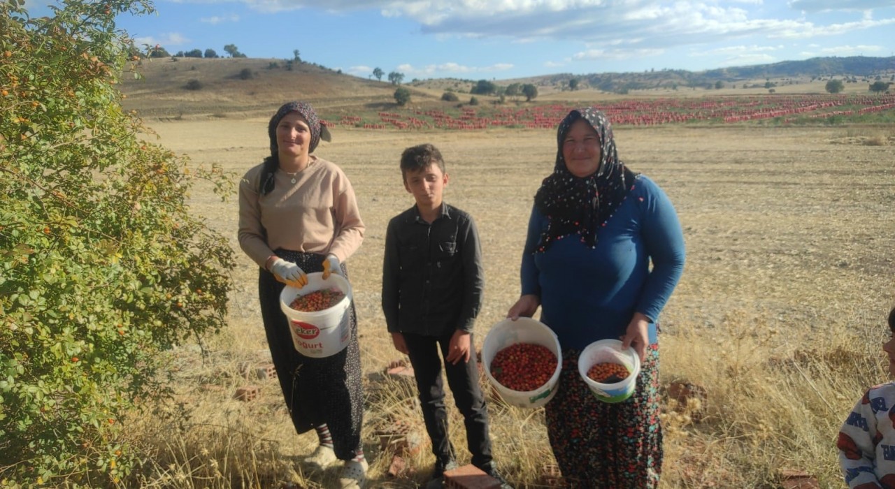 Toplaması zahmetli şifası saymakla bitmiyor