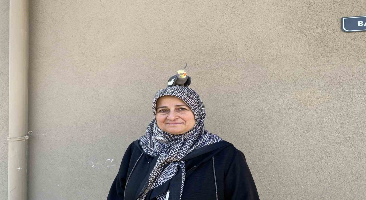 Torunu için sahiplendi, papağan çocuğu gibi oldu