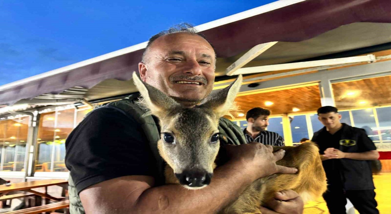 Trabzonun sevimli karacası ‘Pınar sığındığı işletmenin maskotu haline geldi