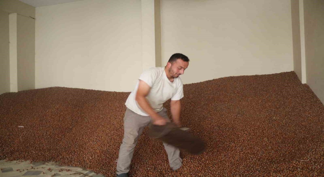 Tüccarlar fındık fiyatı konusunda farklı görüşte