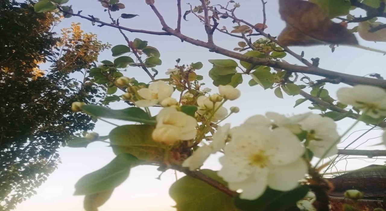 Tuncelide çiçek açan armut ağacı şaşırttı