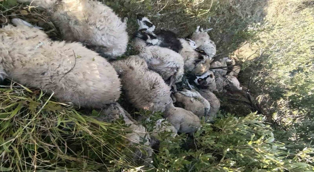 Tuncelide koyun izdihamı: 29 hayvan telef oldu