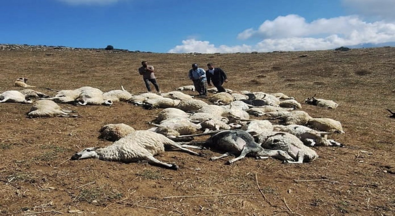 Tuncelide sürüye yıldırım düştü: 58 koyun telef oldu