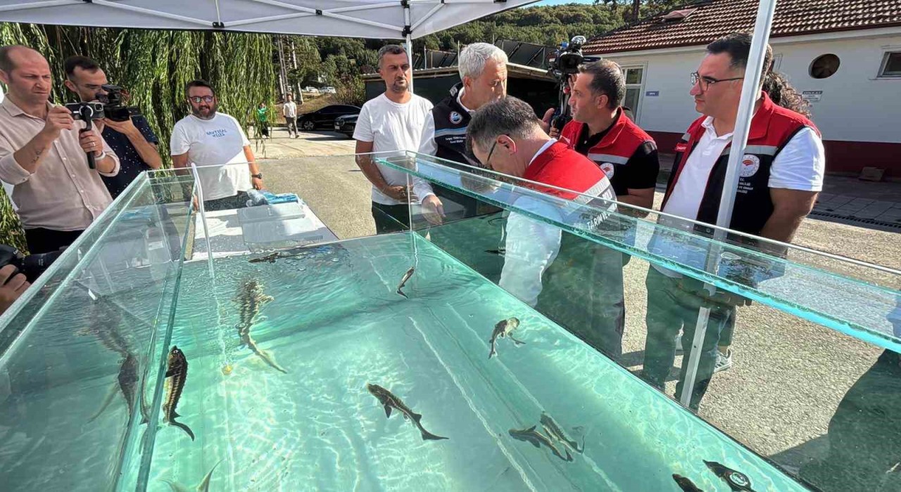 Türkiyeden dünya sofralarına siyah havyar: Gramı 1 eurodan satılıyor