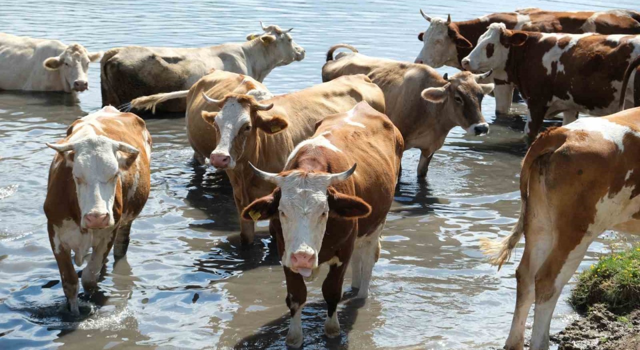 Türkiyenin 2024 hayvan varlığı istatistikleri açıklandı