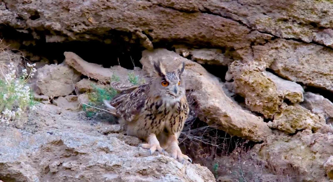 Türkiyenin en cüsseli ve kamufle ustası baykuş türü Sivasta görüntülendi