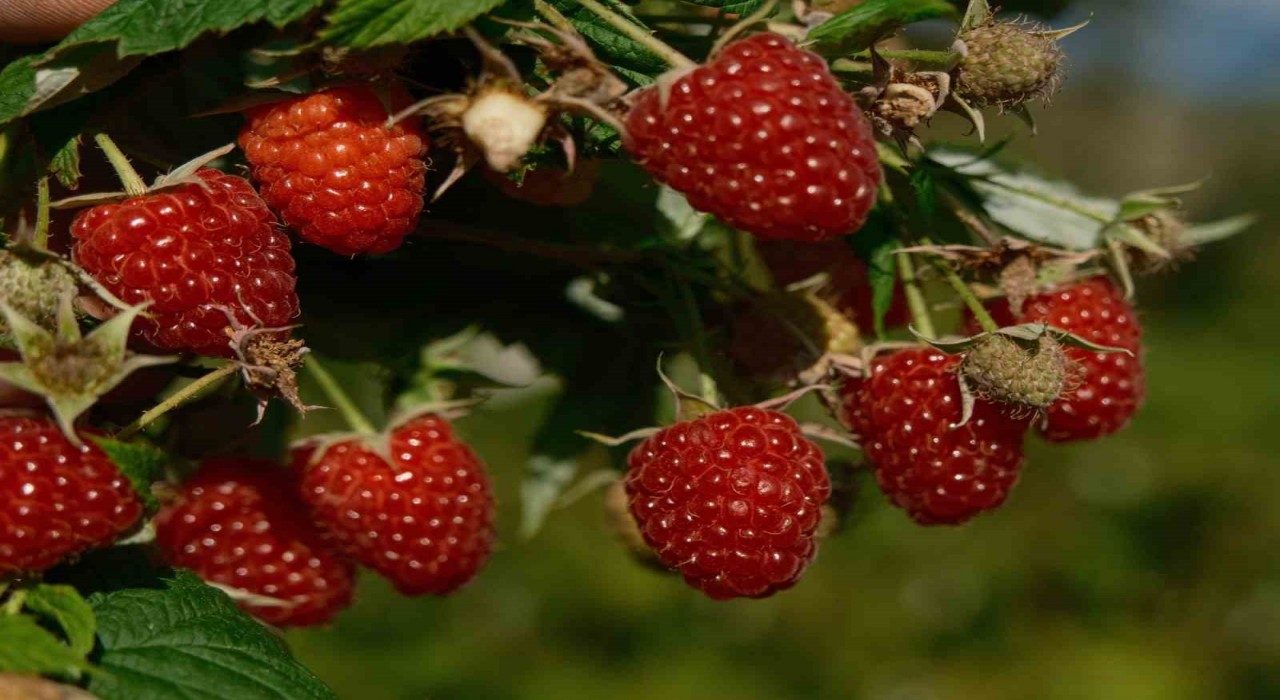 Türkiyenin ihtiyacını Bursadaki bu ilçe üretiyor