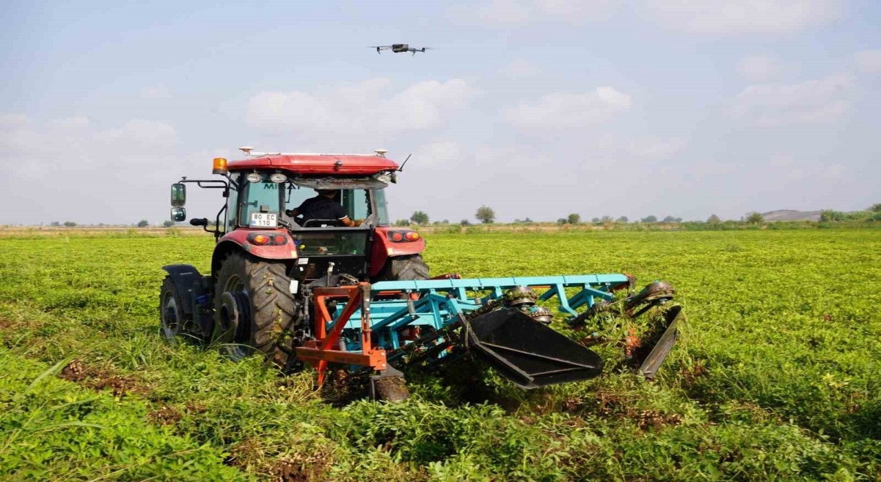 Türkiyenin yer fıstığı üretim merkezi Osmaniyede, bu yıl 52 bin ton rekolte bekleniyor
