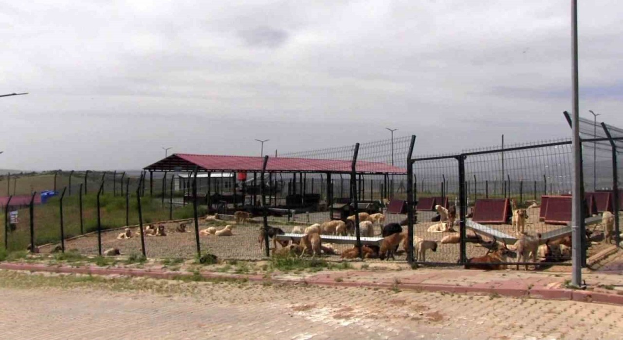 Türkiyeye örnek model: Siirtten sokak hayvanları sorununa kalıcı çözüm