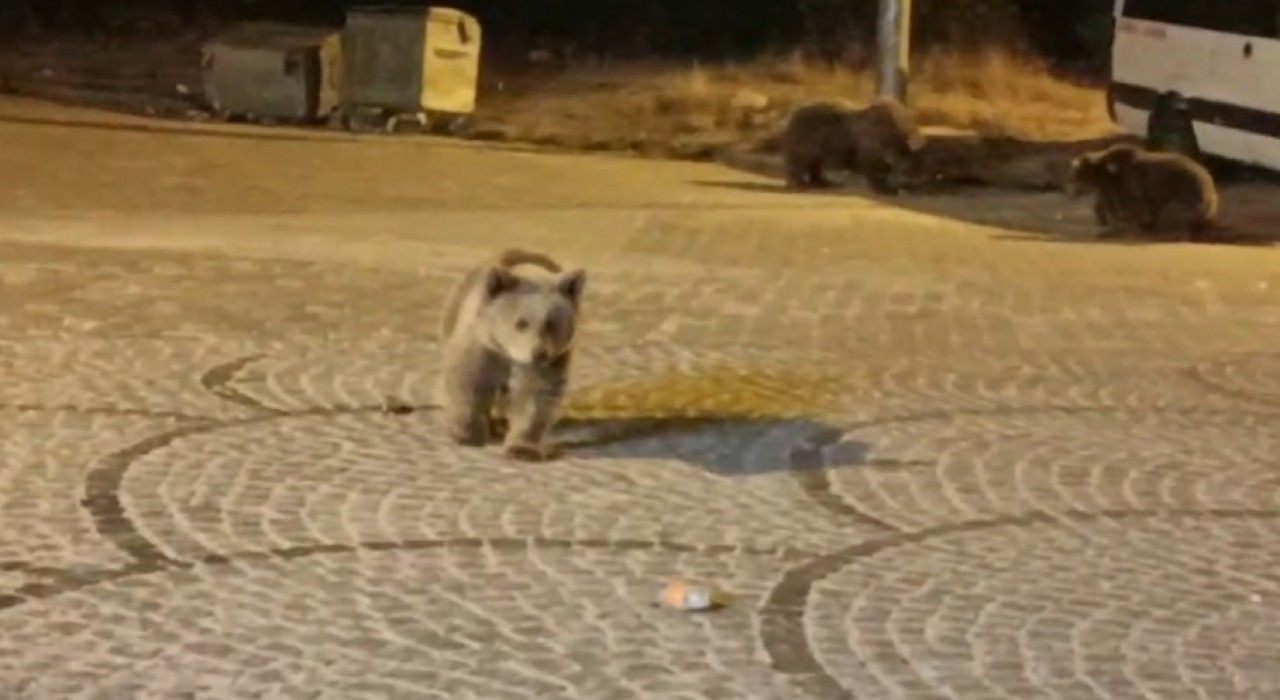 Uludağda gece yarısı ayı sürprizi