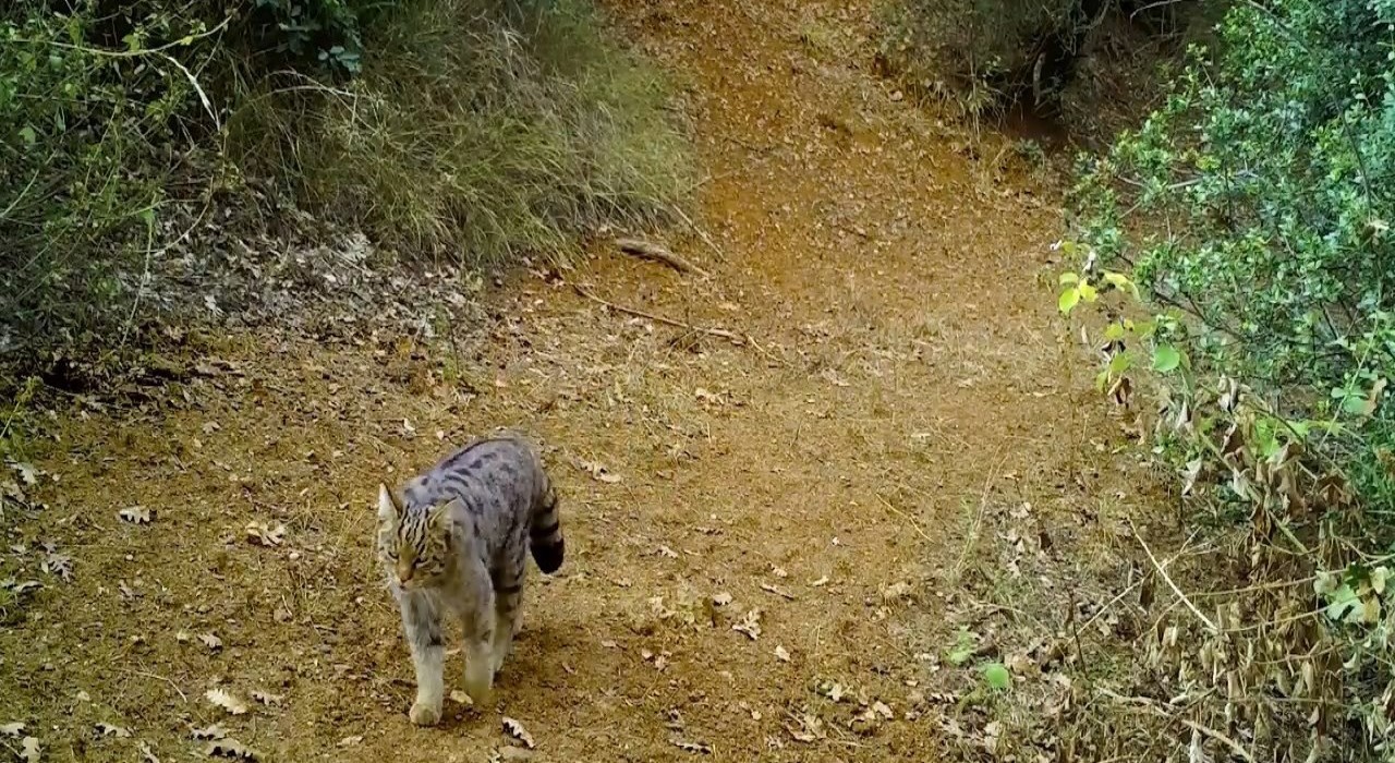 Uludağın zirvesi doğal hayvanat bahçesi