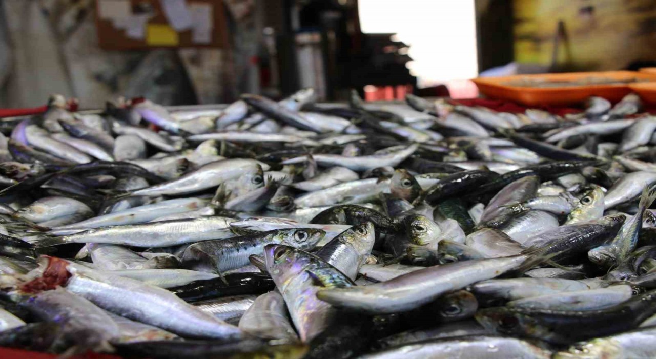 Uşakta balık tezgahları doldu