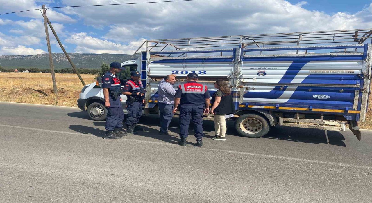 Uşakta canlı hayvan nakil araçlarına yönelik denetimler sürüyor