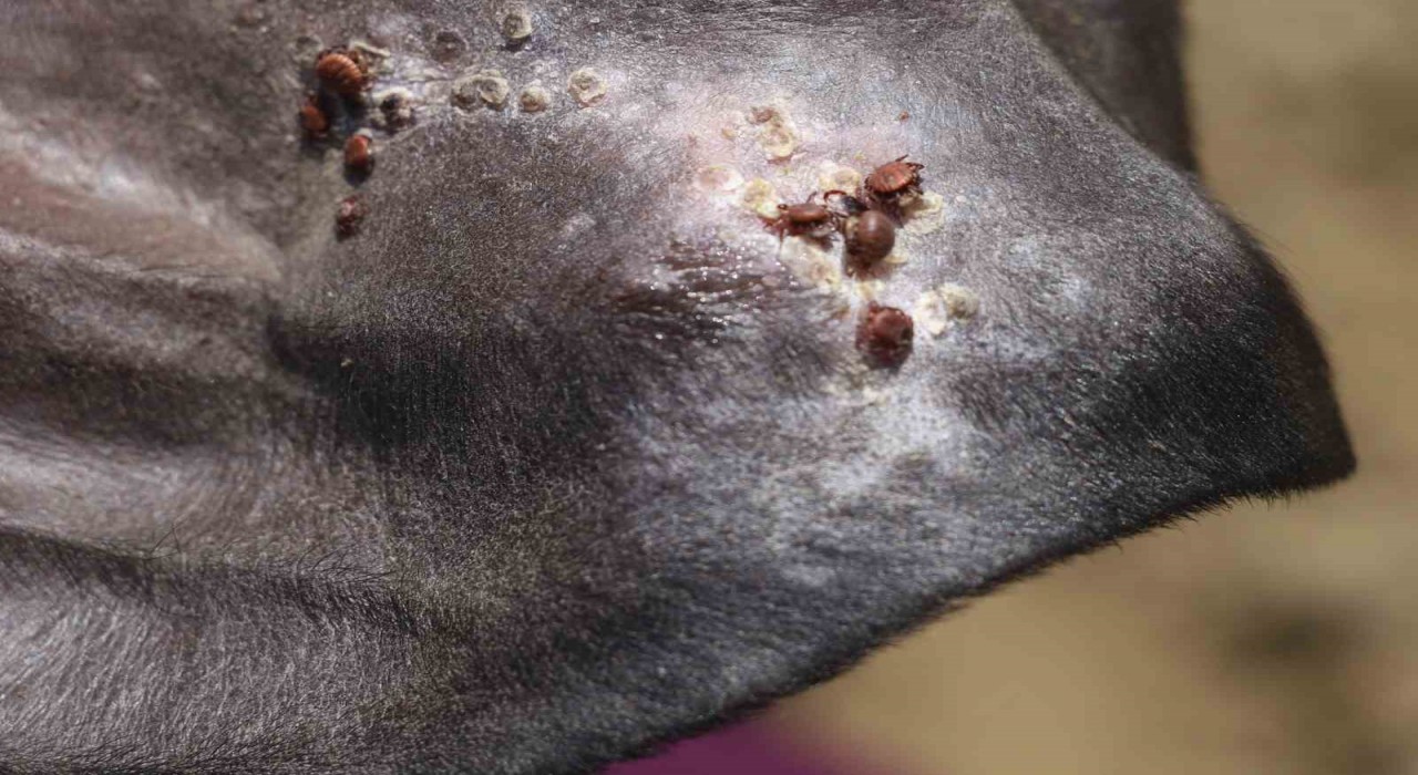 Uzmanı uyardı: Sonbahar mevsimi kenelerle mücadele için oldukça önemli