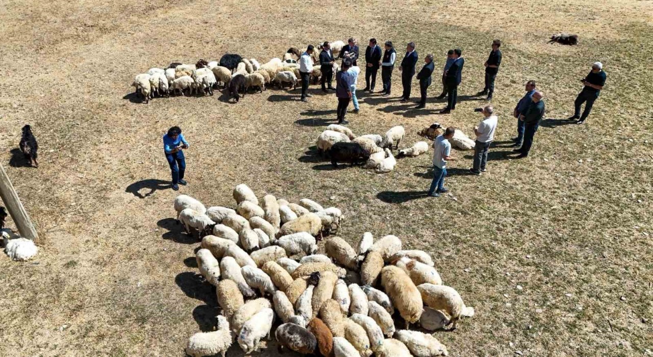Vali Balcı: Çiftçilerimize 240 bin koyun verdik