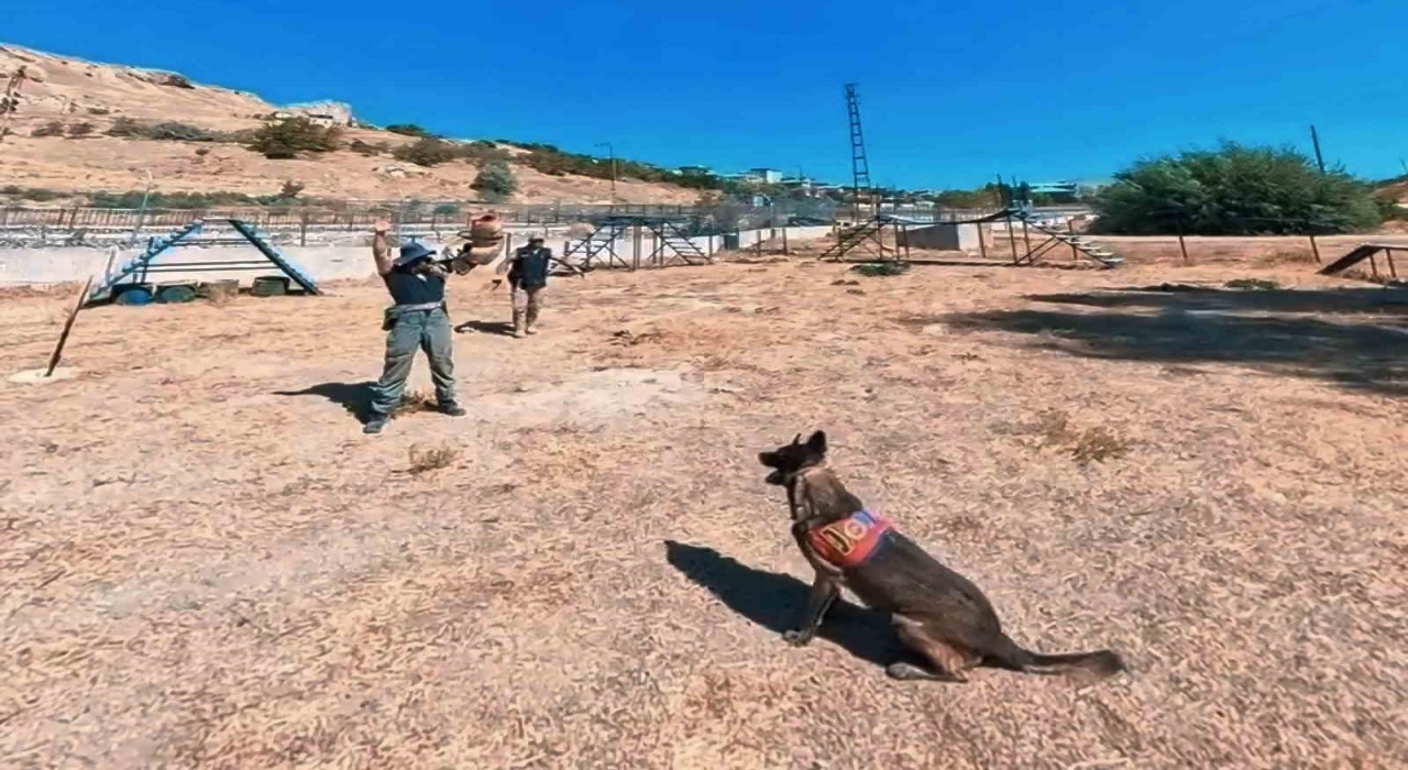 Van jandarmanın hassas burunlu can dostları parkurda ter döküyor