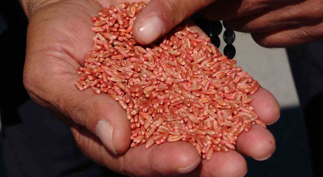Vanda tarıma destek: 3 yılda 11 bin 322 ton tohum dağıtıldı