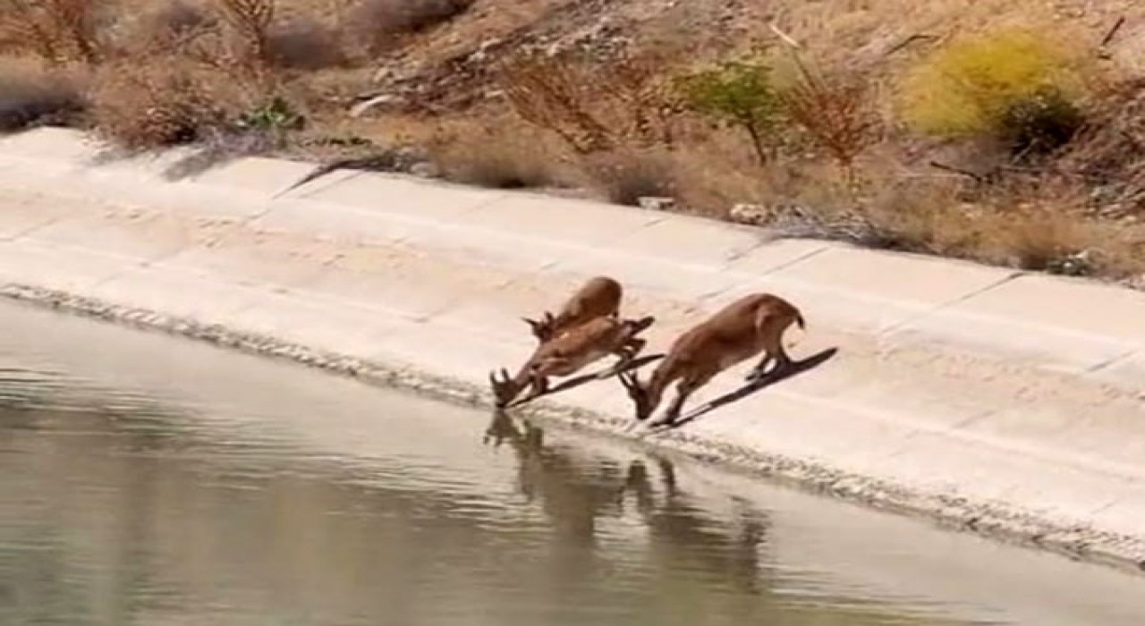 Yaban keçileri sulama kanalında su içerken görüntülendi