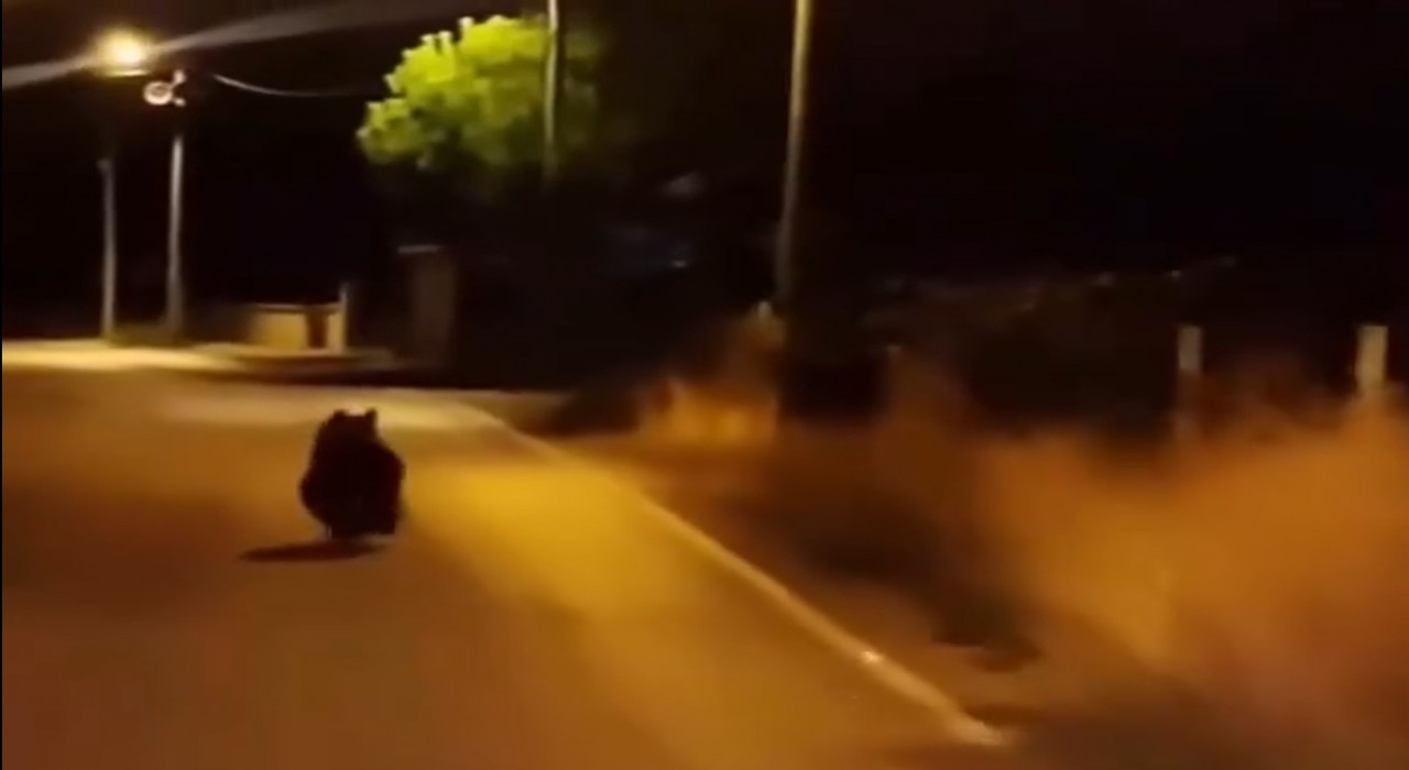 Yalovada ayı köy yoluna indi