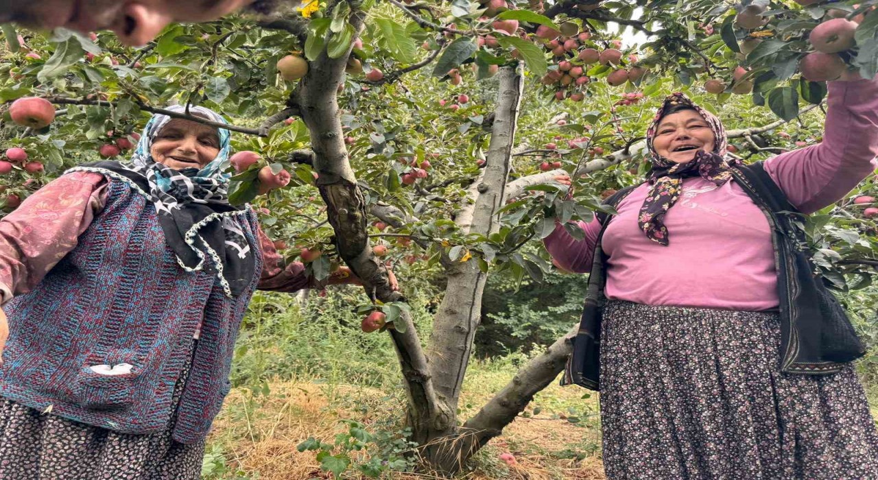 Yalovada Dereköy elması üreticisinin yüzünü güldürdü