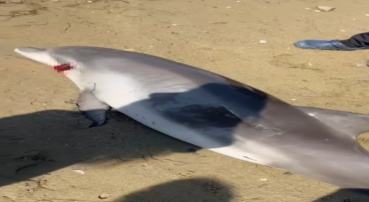 Yalovada ölü yunus kıyıya vurdu