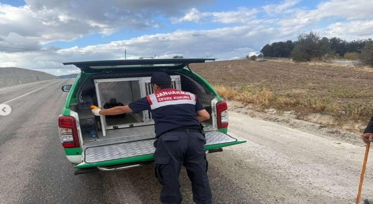 Yaralı atmacaya jandarma sahip çıktı