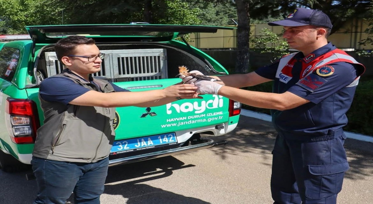 Yaralı olarak bulunan İbibik kuşu jandarma sayesinde yaşama tutundu