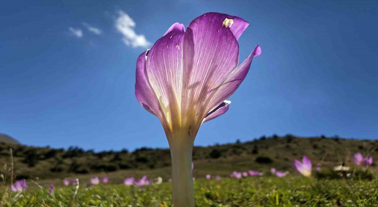 Yaylalarda kışın habercisi ‘vargitler kendini gösterdi