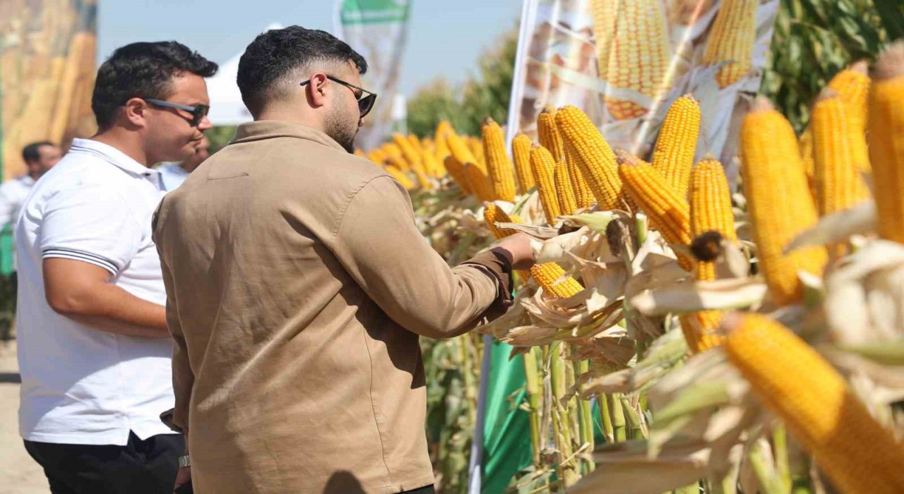 Yeni hibrit mısır çeşitleri Konyada çiftçilere tanıtıldı