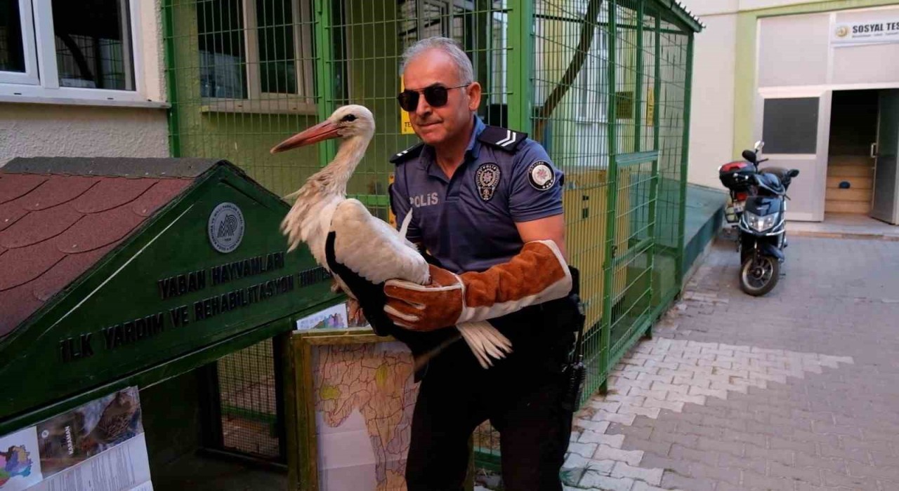 Yol kenarında bulunan yaralı leylek koruma altına alındı