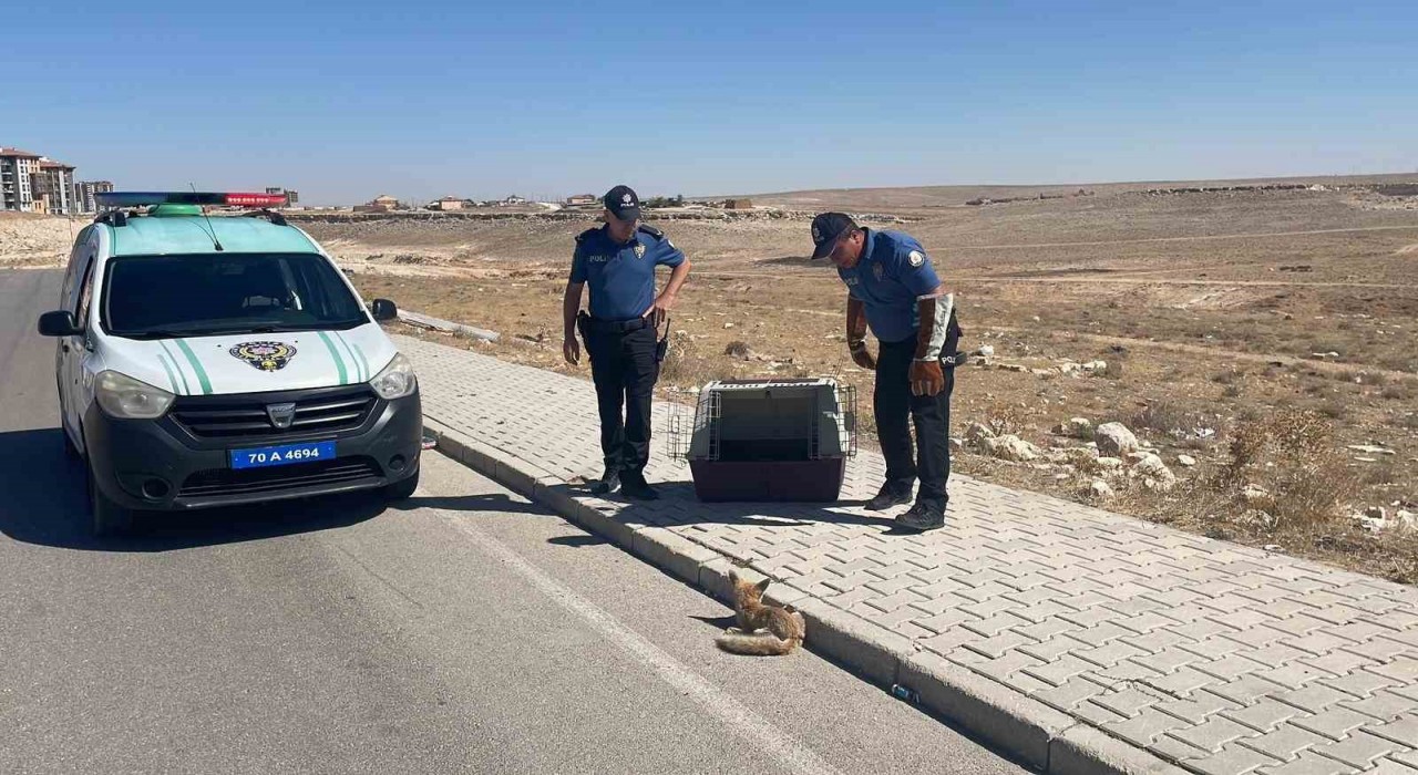 Yolda yaralı halde bulunan yavru tilki koruma altına alındı