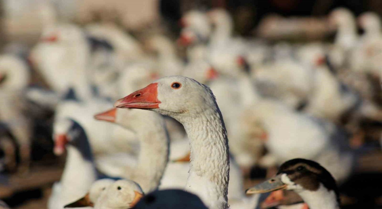 Yozgatlı girişimci 5 kazla başladı, üretimi 850ye çıkardı