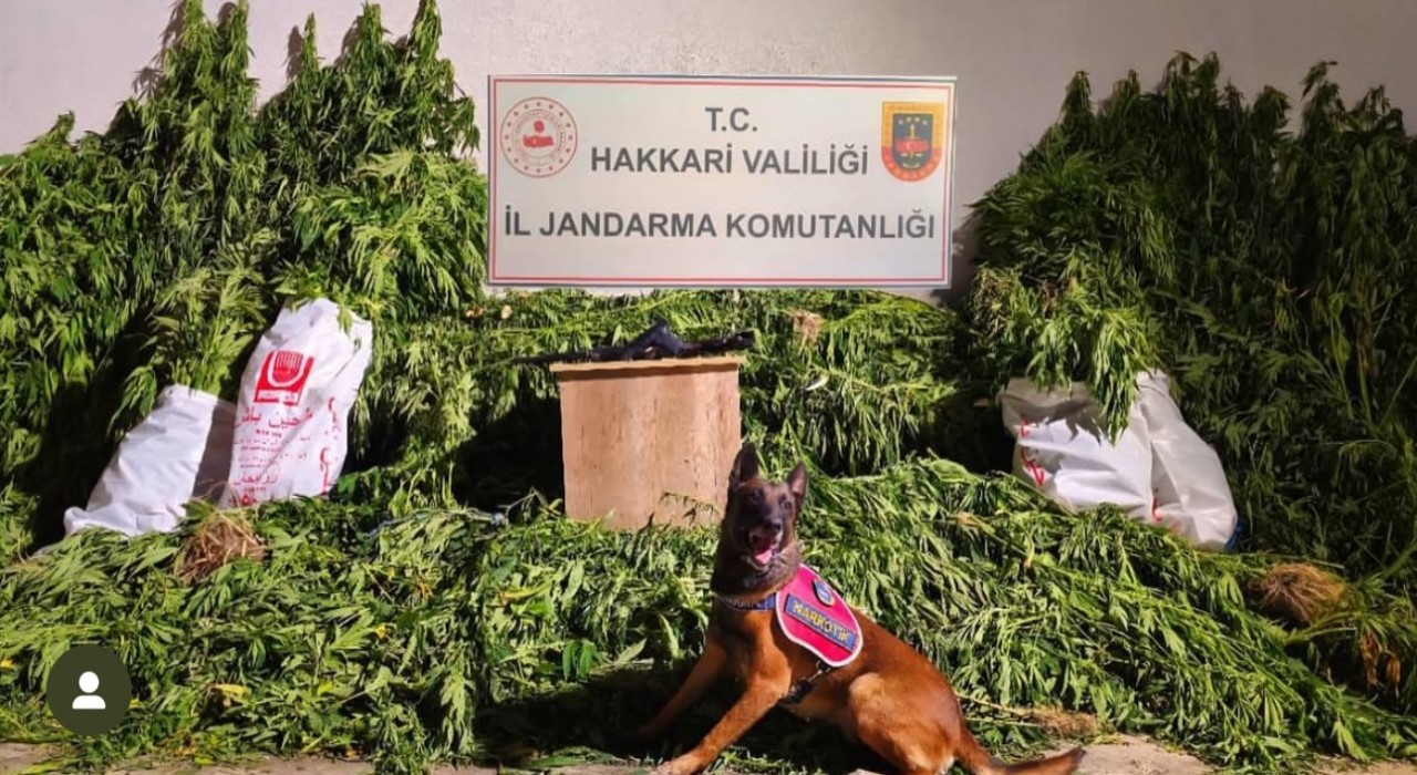 Yüksekovada 630 kök kenevir ve 61 kilo esrar ele geçirildi